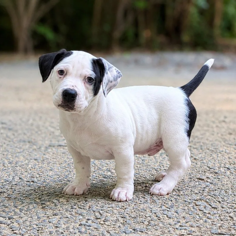 A baby medium-sized male White / Cream Mixed Breed dog named Pokey for adoption in Durham, NC