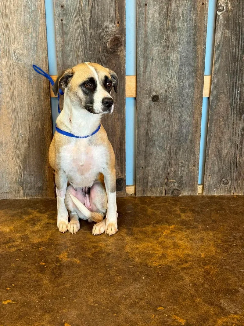 An adult medium-sized female Anatolian Shepherd dog named Cleo for adoption in Milwaukee, WI