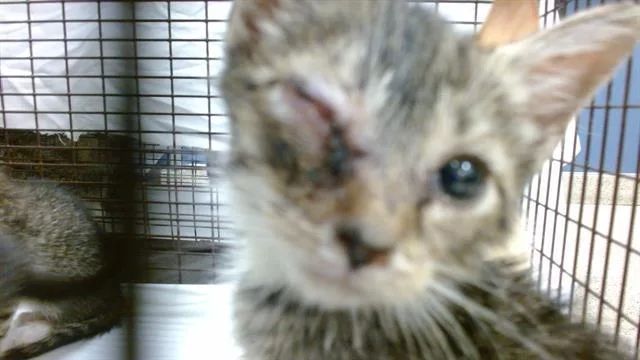 A baby small-sized female Domestic Short Hair cat named Pudding for adoption in Miami, FL