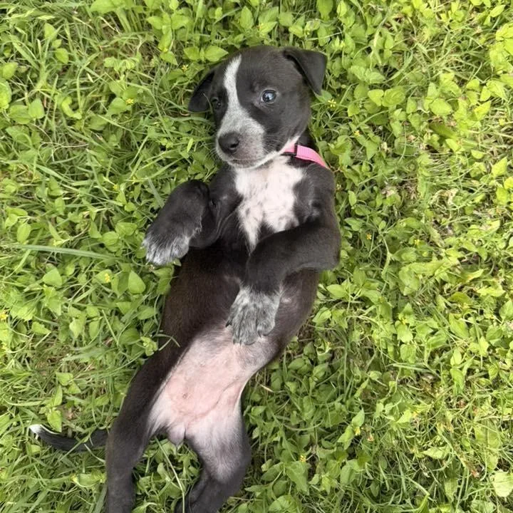 A baby small-sized female Black Australian Cattle Dog / Blue Heeler dog named Piper for adoption in Bastrop, TX