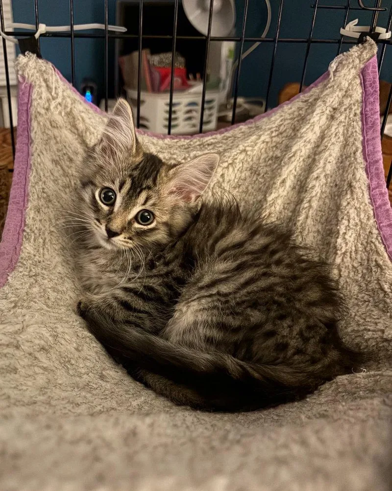 A baby medium-sized male Domestic Medium Hair cat named Rascal for adoption in Los Alamitos, CA