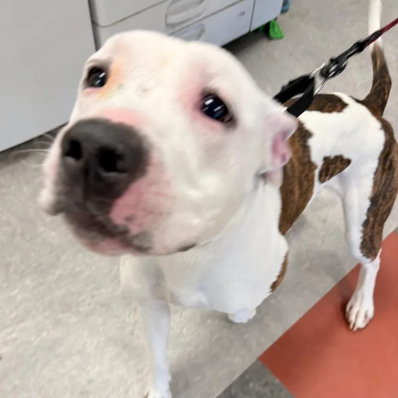 An adult medium-sized male White / Cream Mixed Breed dog named Harlem for adoption in Philadelphia, PA