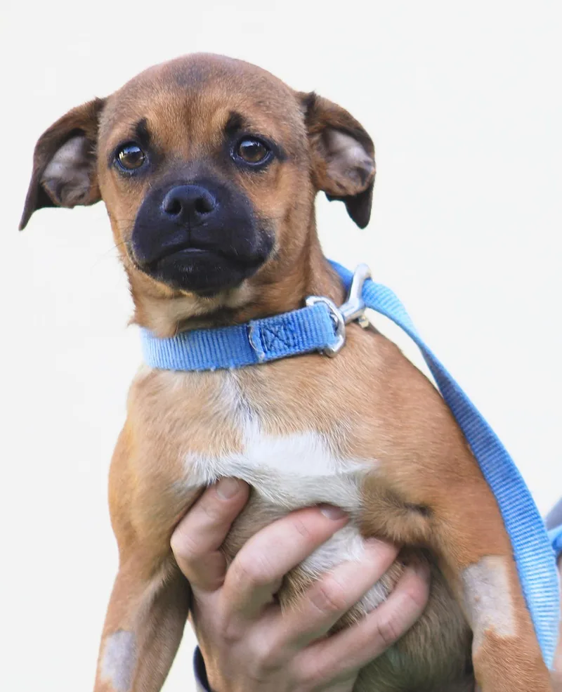A baby medium-sized male Hound dog named Rowan for adoption in North Fort Myers, FL