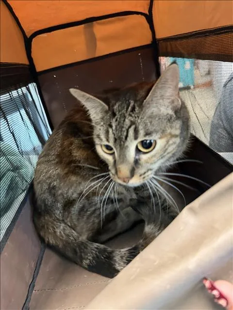 An adult medium-sized female Domestic Short Hair cat named Misa for adoption in Chatsworth, CA