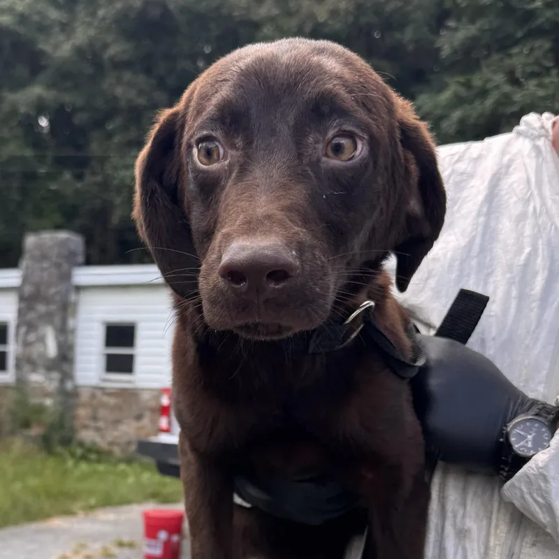 A young medium-sized male Brown / Chocolate Retriever dog named Luigi aka D for adoption in Marion, VA