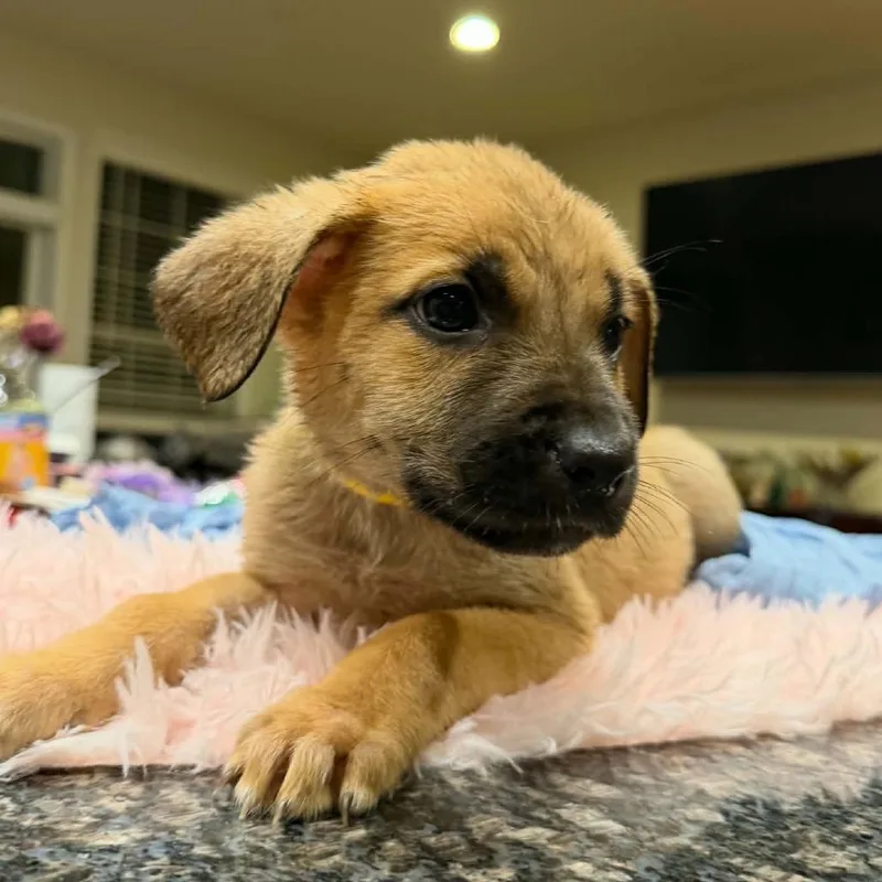 A baby small-sized female Bullmastiff dog named Tarana for adoption in manchester, PA