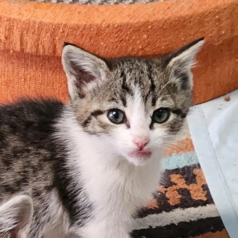 A baby small-sized female White Domestic Short Hair cat named Ms. Black for adoption in Baker City, OR