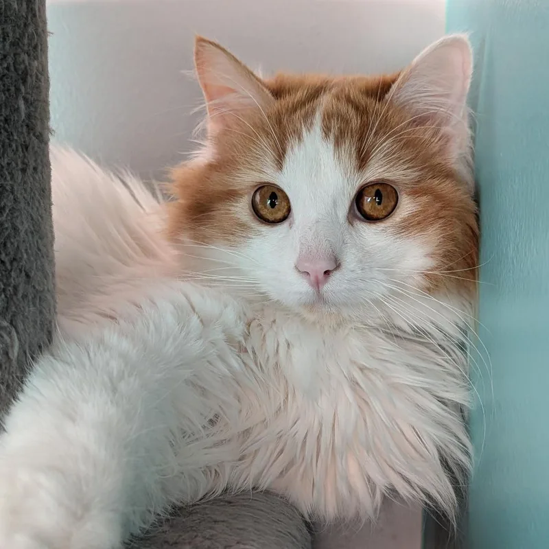 A young medium-sized female Orange & White Domestic Long Hair cat named Angora And Charmeuse for adoption in Cape Girardeau, MO