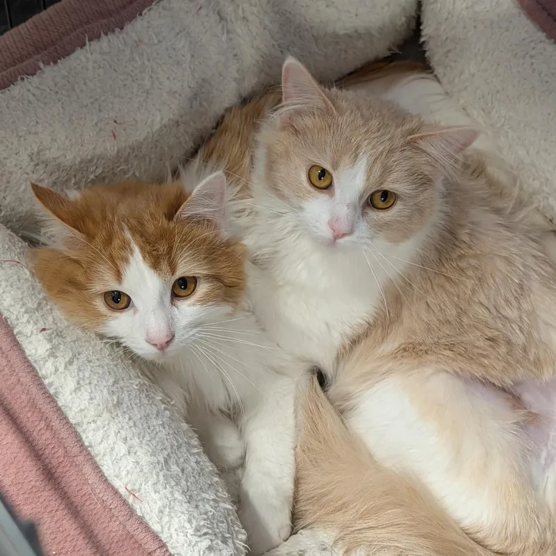 Angora And Charmeuse thumbnail 3