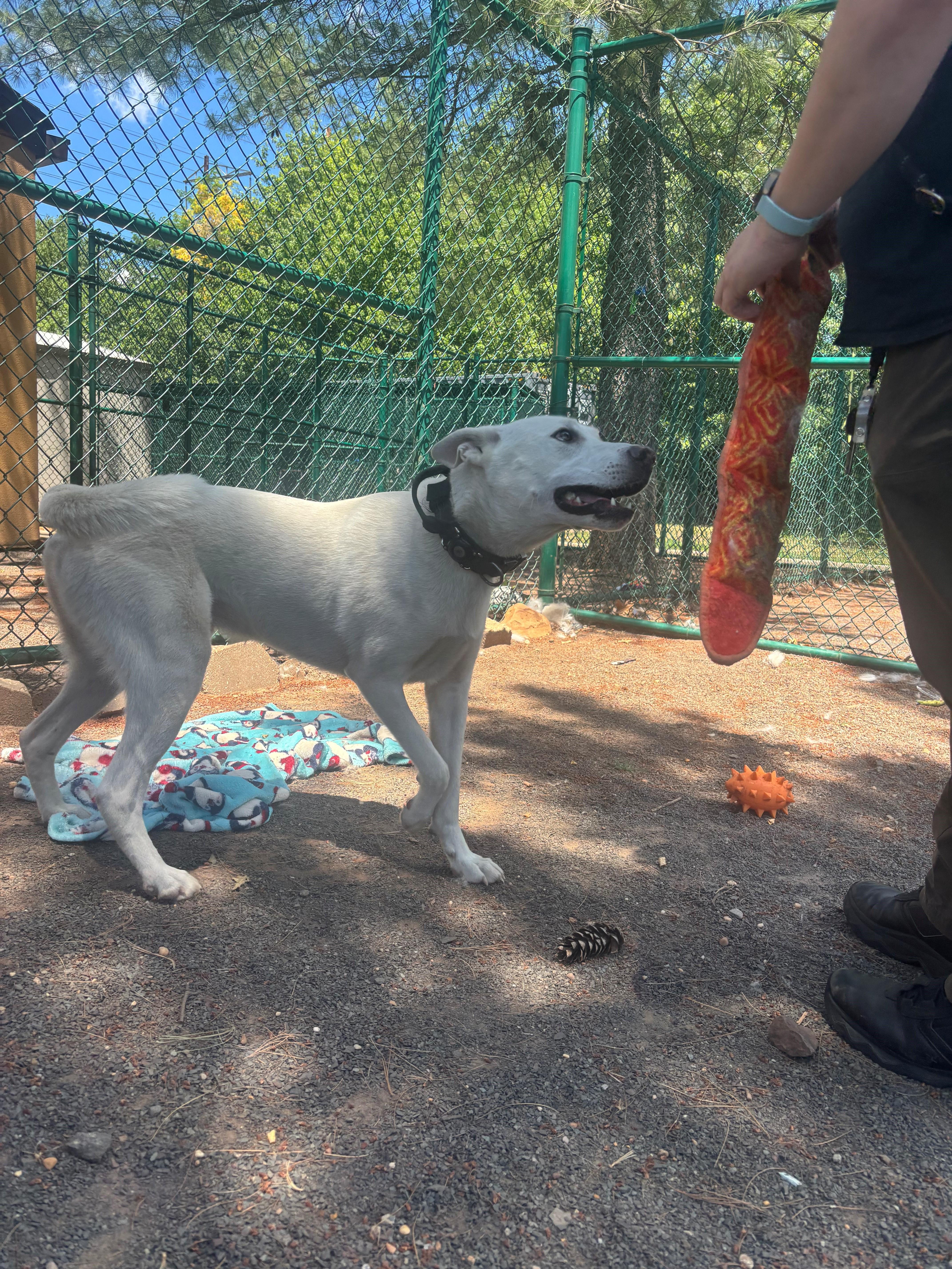 A young medium-sized male White / Cream Siberian Husky dog named Casper for adoption in Edison, NJ