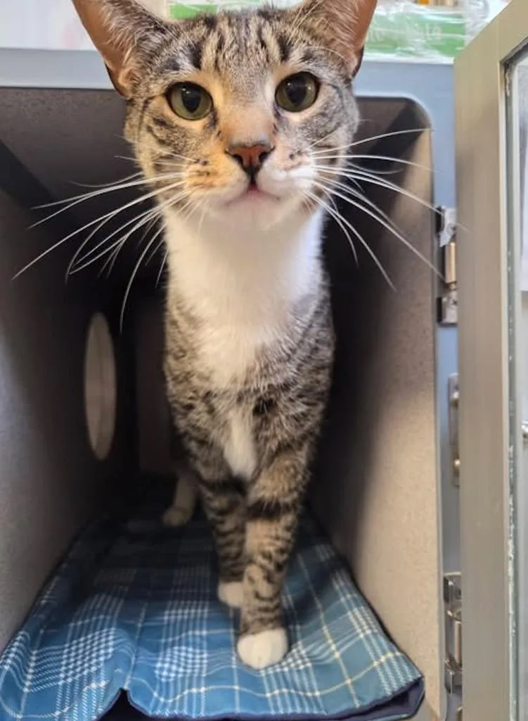 A young large-sized male Domestic Short Hair cat named Merry for adoption in Liverpool, NY