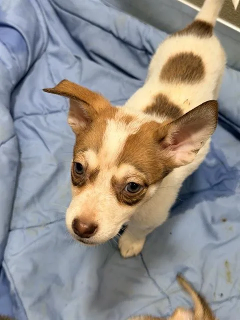A baby medium-sized female Husky dog named Venus for adoption in San Antonio, TX