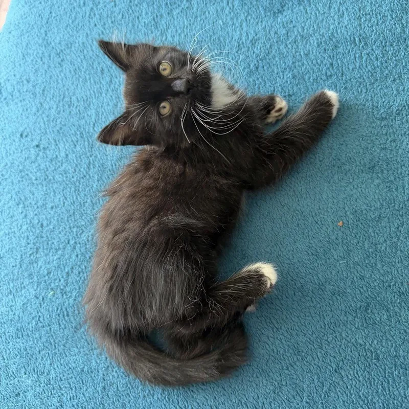 A baby medium-sized male Domestic Medium Hair cat named Tim Tam for adoption in Candler, NC