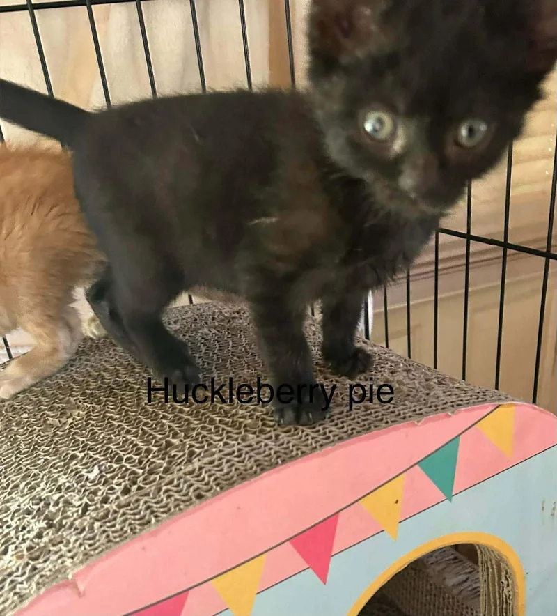 A baby medium-sized male Domestic Short Hair cat named Huckleberry Pie for adoption in hinckley, IL