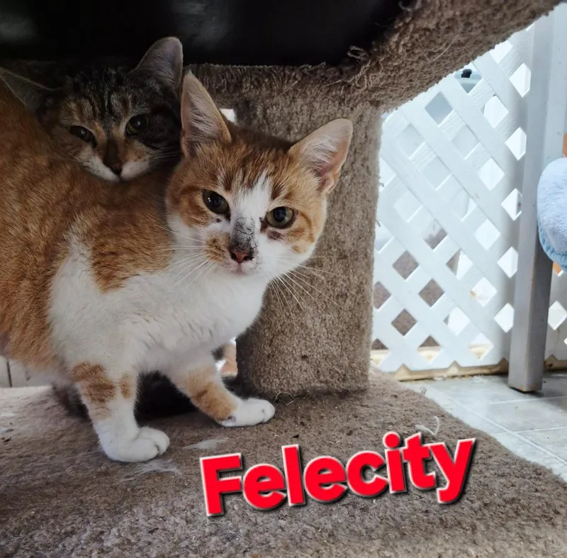 Felecity