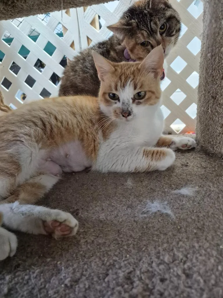 Felecity thumbnail 2