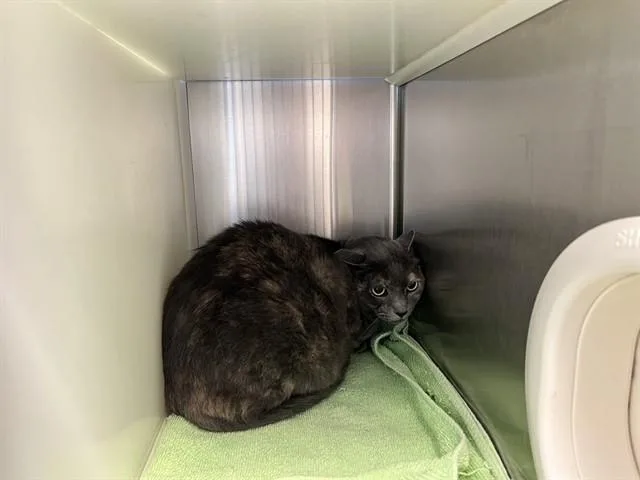 A senior medium-sized female Domestic Short Hair cat named Raesa for adoption in Colorado Springs, CO