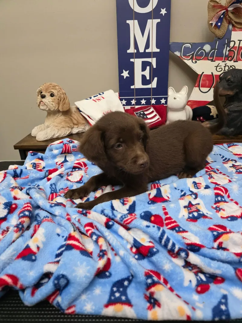 A baby medium-sized male Labrador Retriever dog named Kona for adoption in Eatontown, NJ
