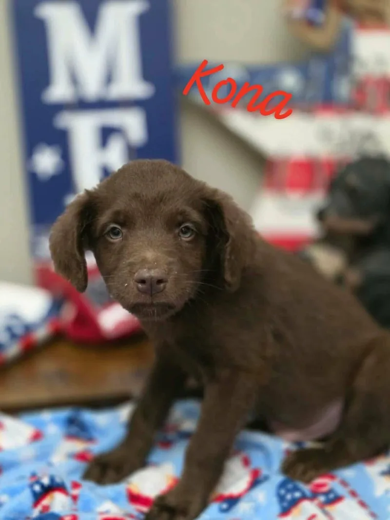 Kona thumbnail 3