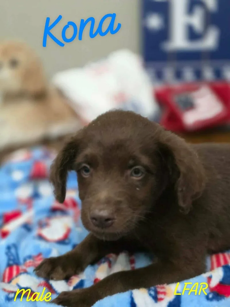 Kona thumbnail 4