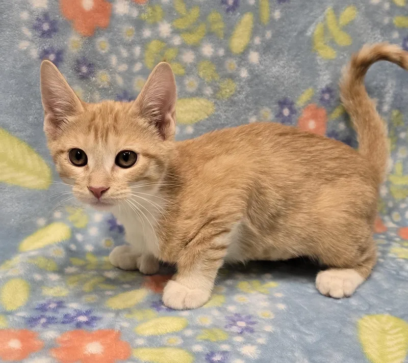 A baby medium-sized female Orange & White Domestic Short Hair cat named Thumbelina for adoption in Payson, AZ
