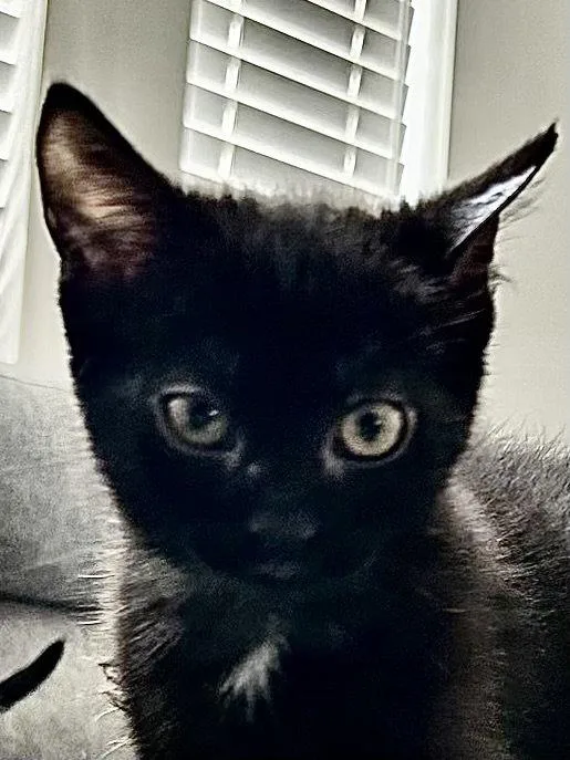A young small-sized female Black Bombay cat named Mavis for adoption in Cypress, TX
