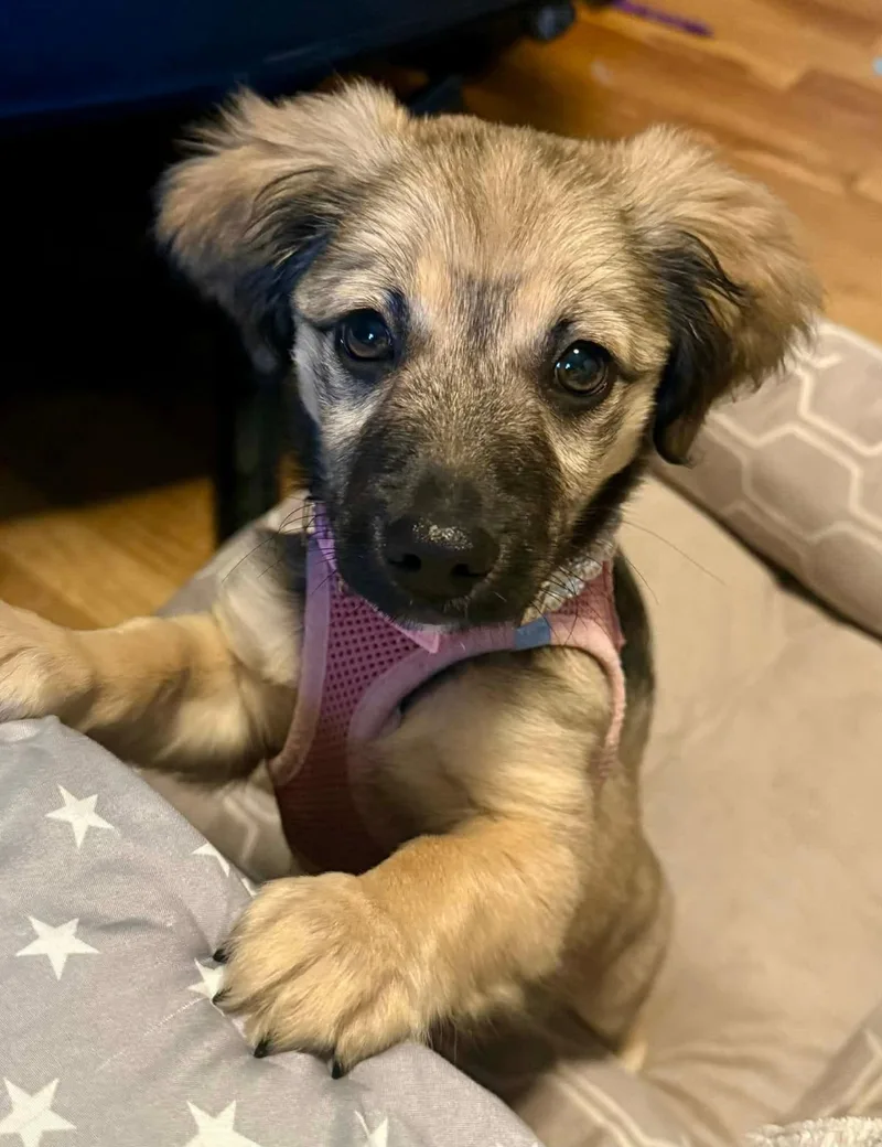 A baby small-sized female Brown / Chocolate Mixed Breed dog named Lucy for adoption in Ronkonkoma, NY