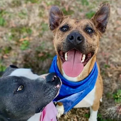 Jennings  All New thumbnail 4