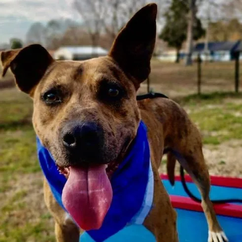 Jennings  All New thumbnail 5