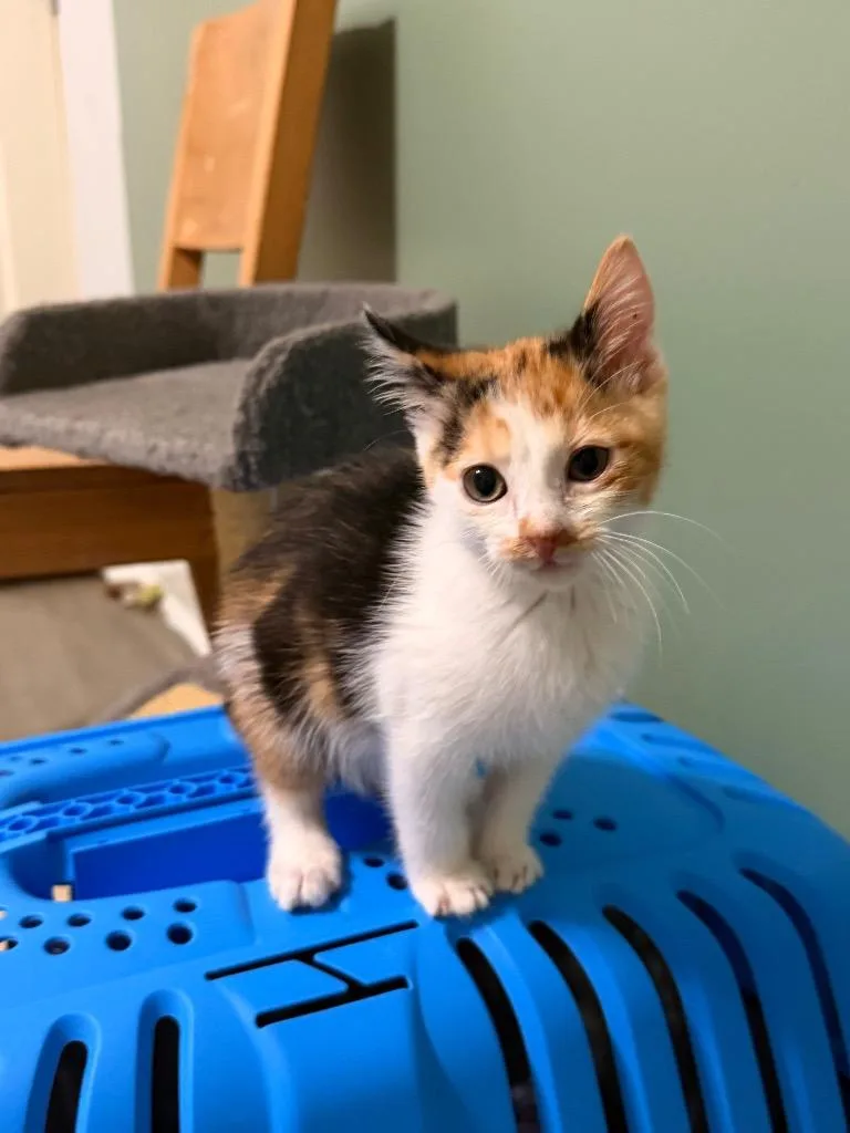 A baby small-sized female Domestic Short Hair cat named Fleur Delacour for adoption in Newnan, GA