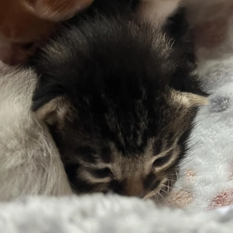 A baby small-sized male Brown / Chocolate Domestic Short Hair cat named Trigger for adoption in Priest River, ID