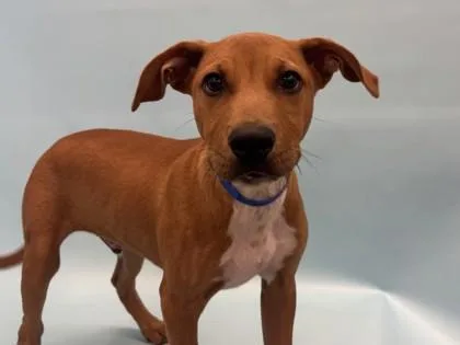 A baby large-sized male Hound dog named Tiny for adoption in Golden Valley, MN