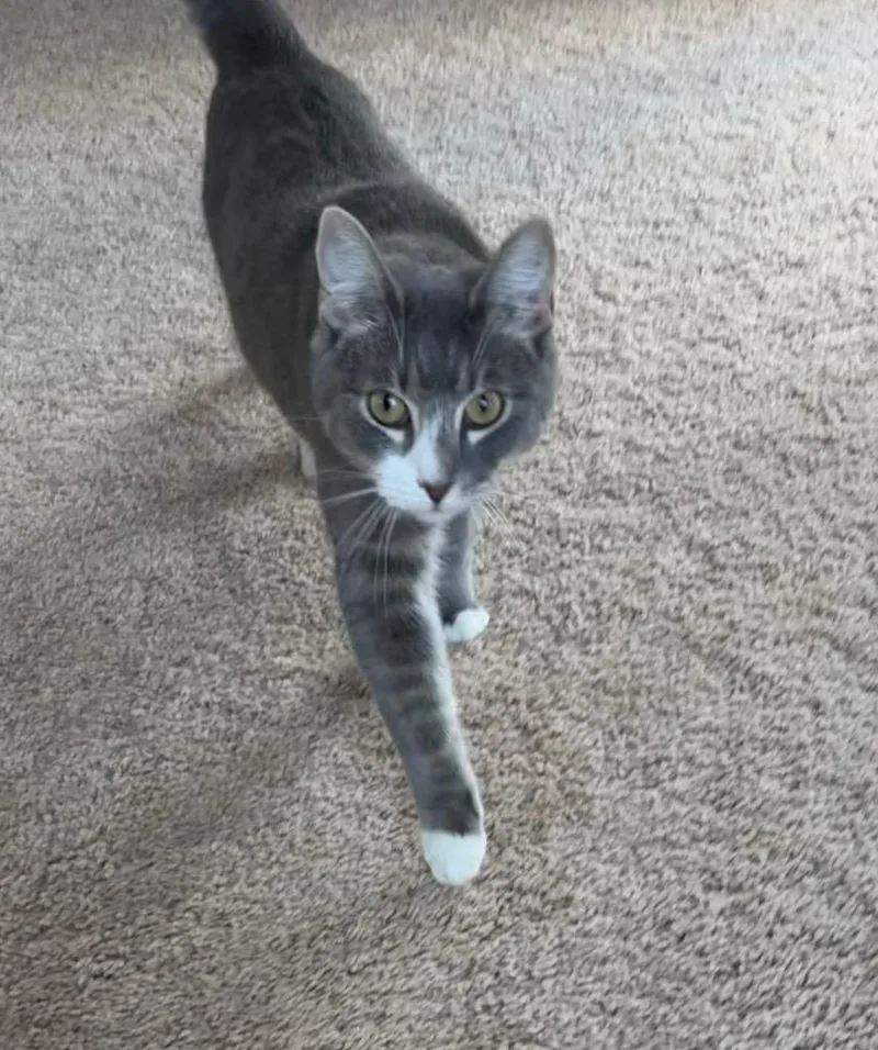 A young medium-sized male Domestic Short Hair cat named Shark for adoption in Evans, GA
