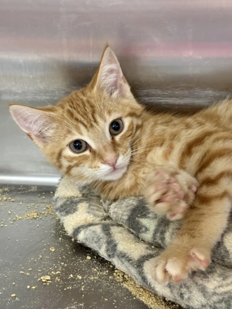 A young medium-sized male American Shorthair cat named Conan for adoption in Massapequa, NY
