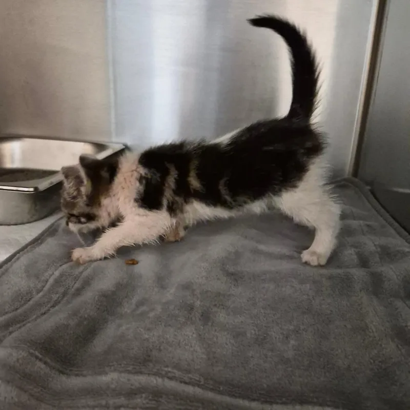 A baby small-sized female White Domestic Short Hair cat named Boba Tea for adoption in Columbus, GA