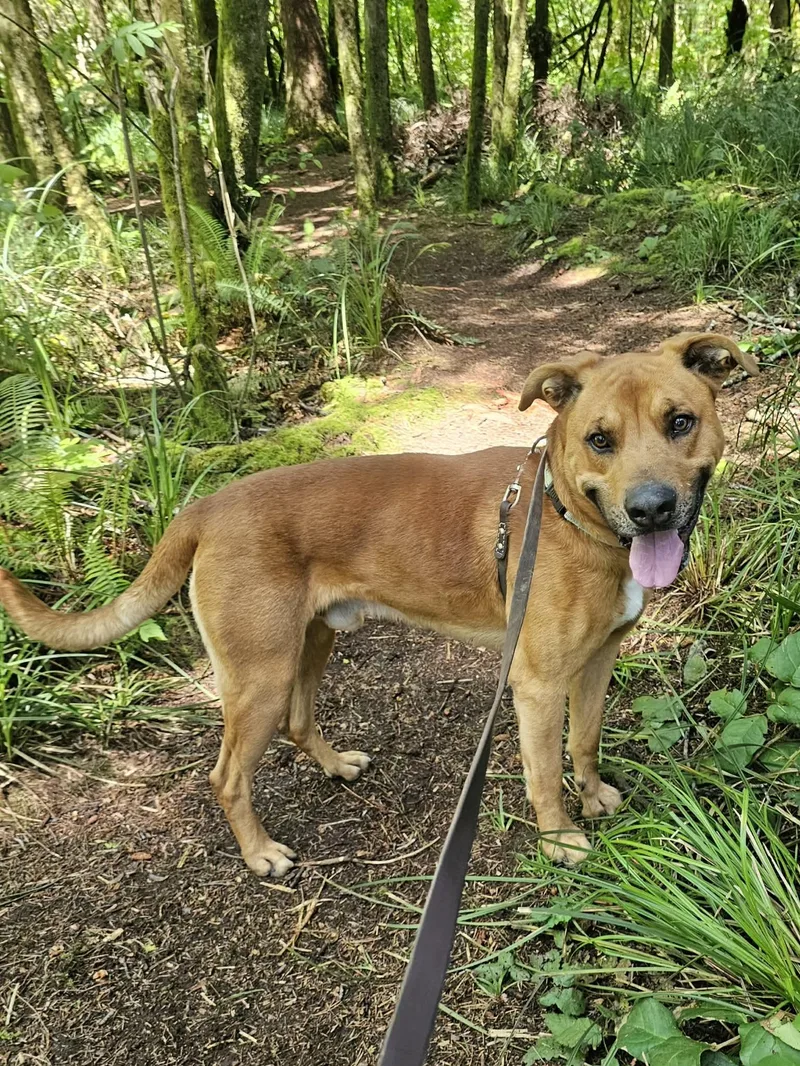 An adult large-sized male Yellow / Tan / Blond / Fawn Mixed Breed dog named Benny for adoption in Crescent city, CA