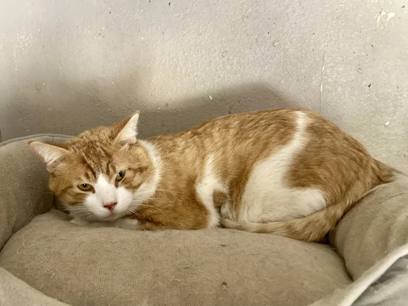 An adult large-sized male Orange & White Domestic Short Hair cat named Scootch for adoption in Roswell, NM