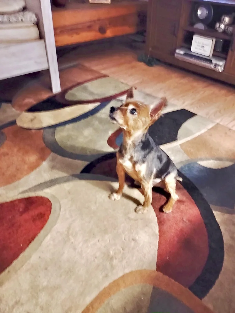 A senior small-sized male Yorkshire Terrier dog named Buddy for adoption in Virginia Beach, VA