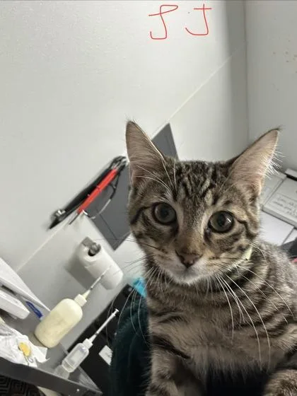 A baby medium-sized male Domestic Short Hair cat named Jj for adoption in West Chester, PA