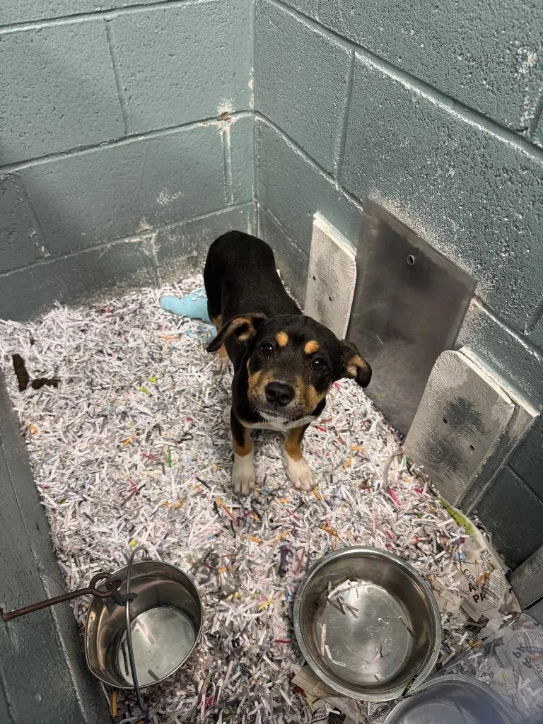 A baby medium-sized female Mixed Breed dog named Sunflower Hold Until for adoption in Danielsville, GA