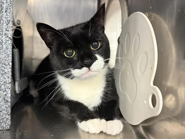 An adult medium-sized male Domestic Short Hair cat named Louise for adoption in New York, NY