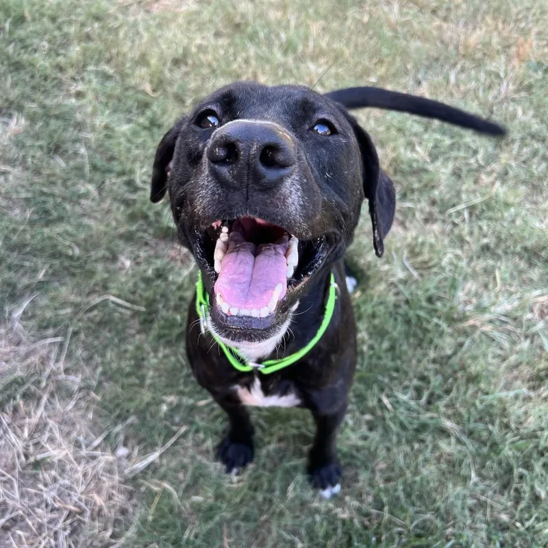 A young medium-sized male Black Labrador Retriever dog named Osborne for adoption in Spring, TX