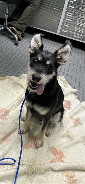 A young large-sized male Schnauzer dog named Pobrecito for adoption in Killeen, TX