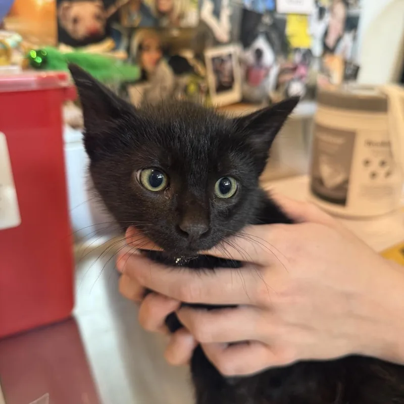 A baby small-sized male Black Domestic Short Hair cat named TinkyWinky for adoption in Louisville, KY