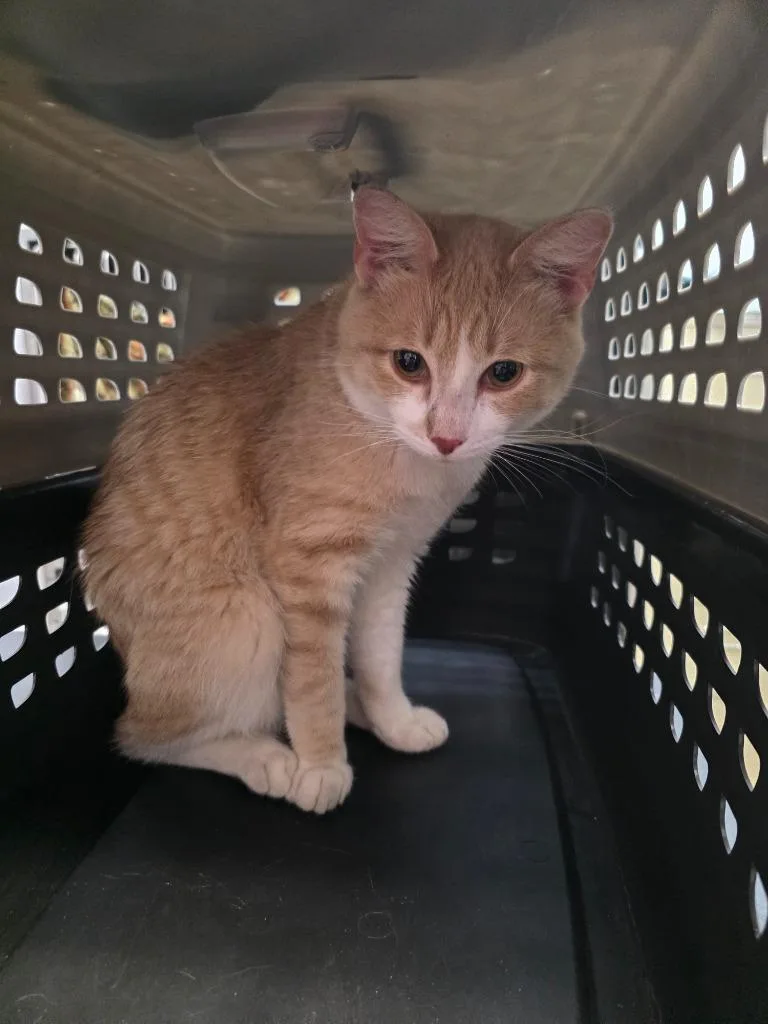 A young medium-sized male Domestic Short Hair cat named Marmalade for adoption in New Braunfels, TX