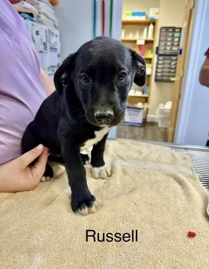 A baby small-sized male Mixed Breed dog named Russell for adoption in West Chester, PA