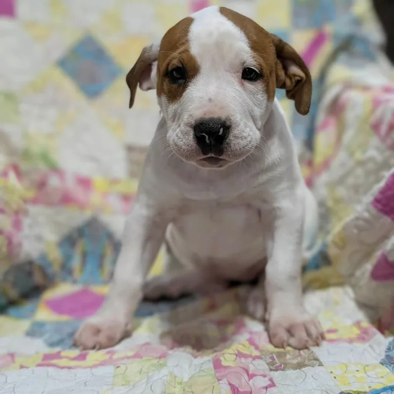 A baby large-sized female White / Cream Mixed Breed dog named Shamrock for adoption in DeKalb, IL