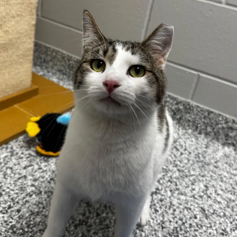 A young large-sized male Brown / Chocolate Manx cat named Bentley for adoption in Brookfield, WI