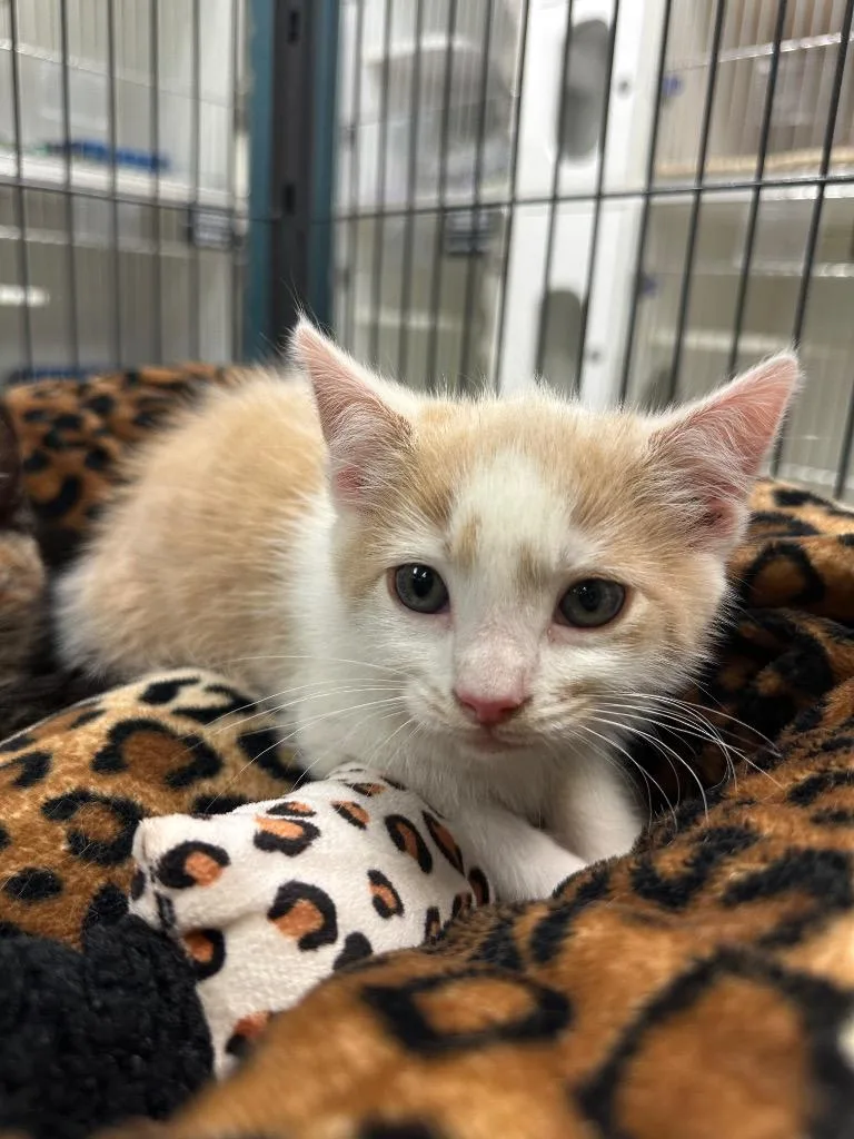 A baby small-sized male Domestic Short Hair cat named Everest for adoption in Johnson City, TN