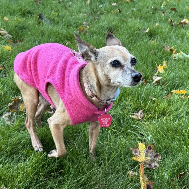A senior small-sized female Chihuahua dog named Bambi for adoption in Groveland, MA